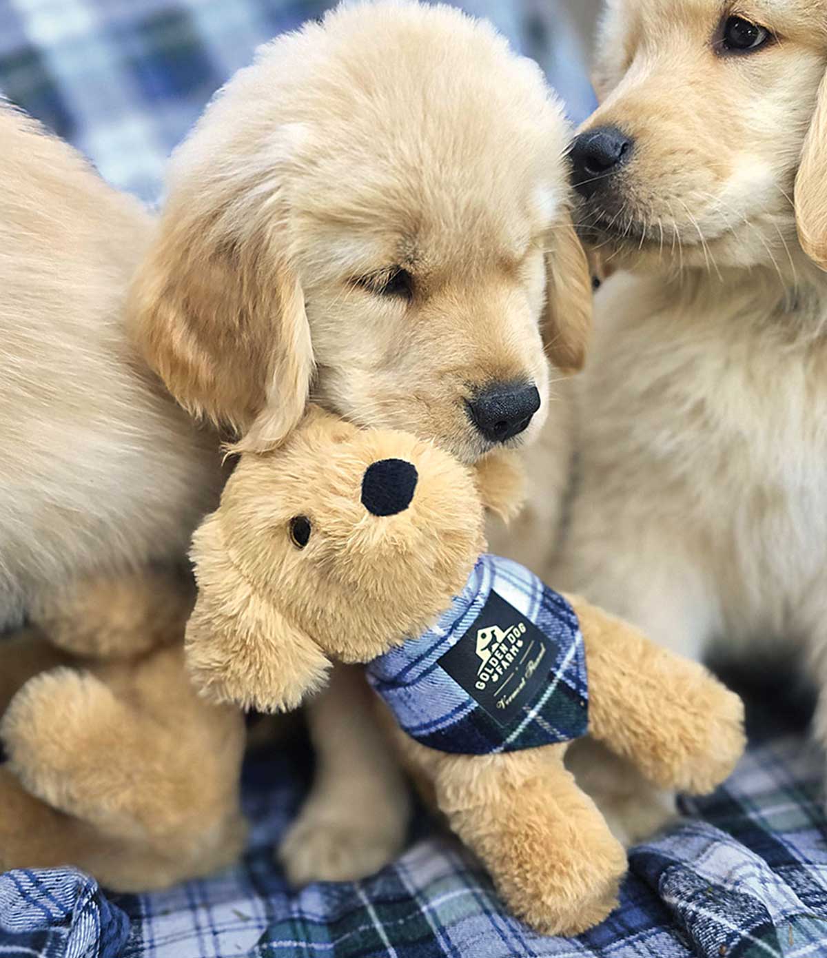 Golden Dog Farm 8 Plush Retriever Campbell The Vermont Flannel Company