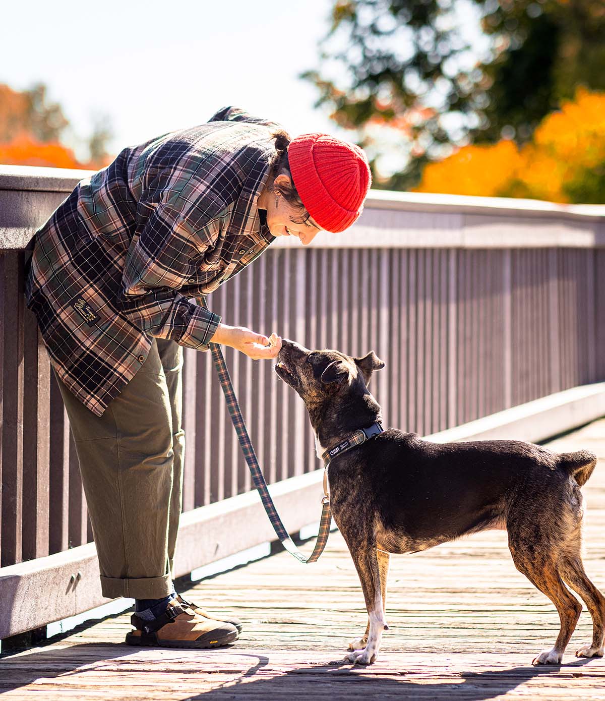 Everyday Dog Leash - Earth